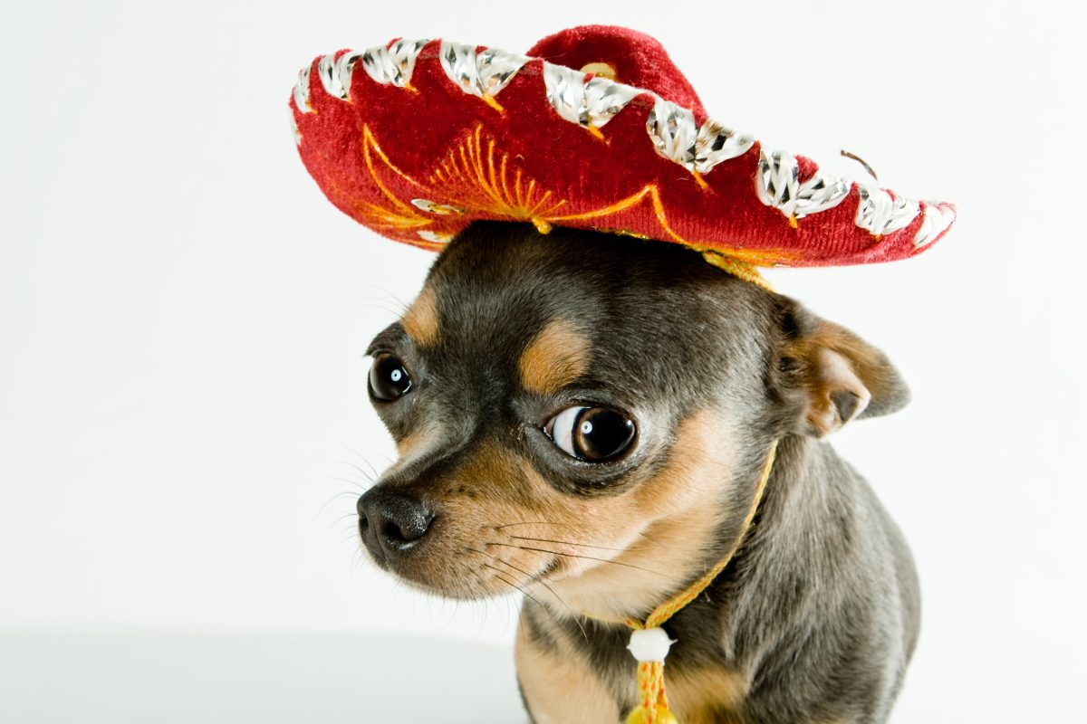 A mexican dog wearing a red hat HYPOXI USA
